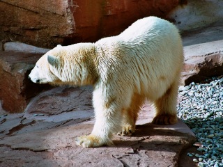 Bild der Art Eisbär