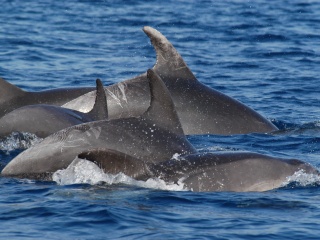 Bild der Art Delfin