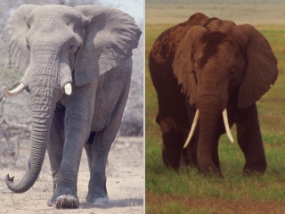 Bild der Art Elefant
