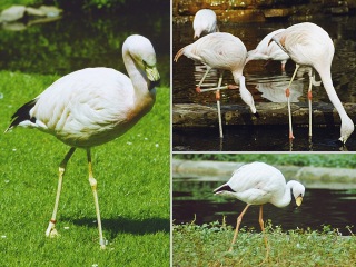 Bild der Art Flamingo