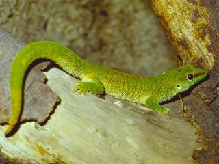Bild der Art Madagaskar-Taggecko