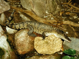 Bild der Art Neuguinea-Krokodil