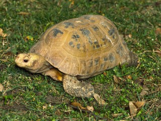 Bild der Art Gelbkopflandschildkröte