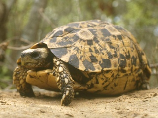 Bild der Art Glattrand-Gelenkschildkröte