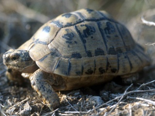 Bild der Art Maurische Landschildkröte