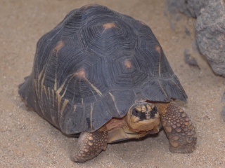 Bild der Art Strahlenschildkröte
