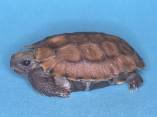 Bild der Art Stutz-Gelenkschildkröte