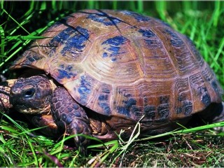 Bild der Art Vierzehenlandschildkröte