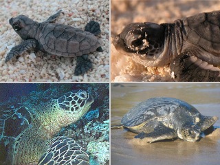 Bild der Art Meeresschildkröte