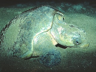 Bild der Art Pazifische Bastardschildkröte