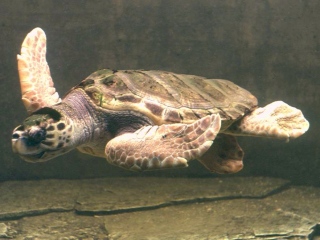 Bild der Art Unechte Karettschildkröte