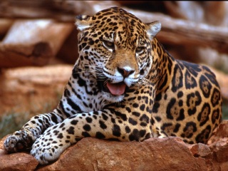 Bild der Art Jaguar
