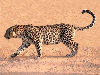 Bild der Art Leopard