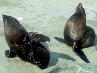 Bild der Art Falkland-Seebär
