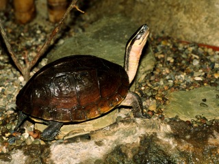 Bild der Art Amboina-Scharnierschildkröte