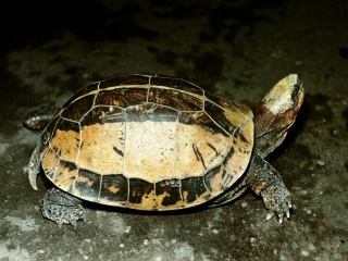 Bild der Art Hinterindische Scharnierschildkröte