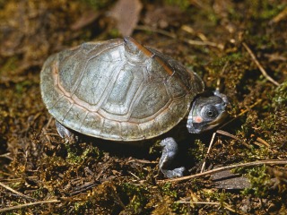 Bild der Art Indische Dachschildkröte