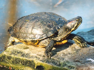 Bild der Art Rotwangen Schmuckschildkröte