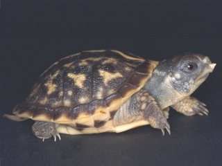 Bild der Art Schmuck-Dosenschildkröte