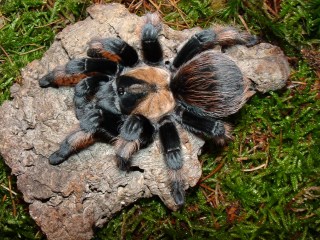 Orangebein-Vogelspinne