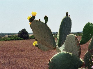 Kaktusblätter