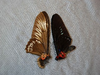 Zwei Schmetterlingsflügel