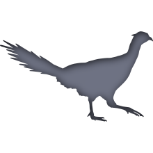 Piktogramm des Sammelnamens Hühnervögel