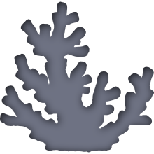 Piktogramm des Sammelnamens Korallen