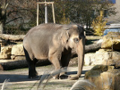 Asiatischer Elefant, Quelle: Fr. Reichler, Zoo Heidelberg